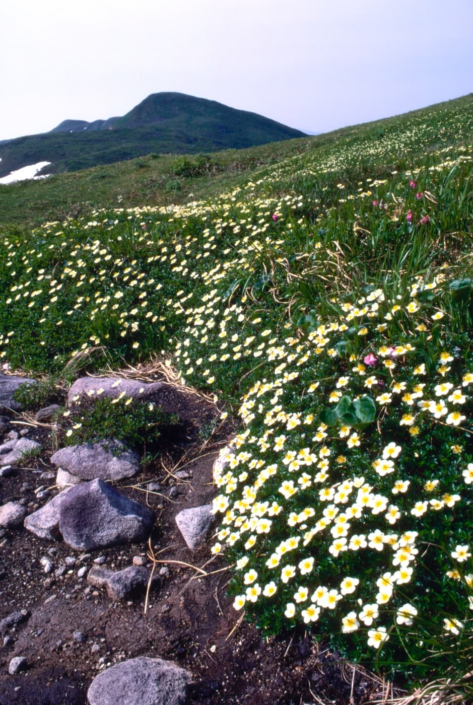 焼石岳 サムネイル 2
