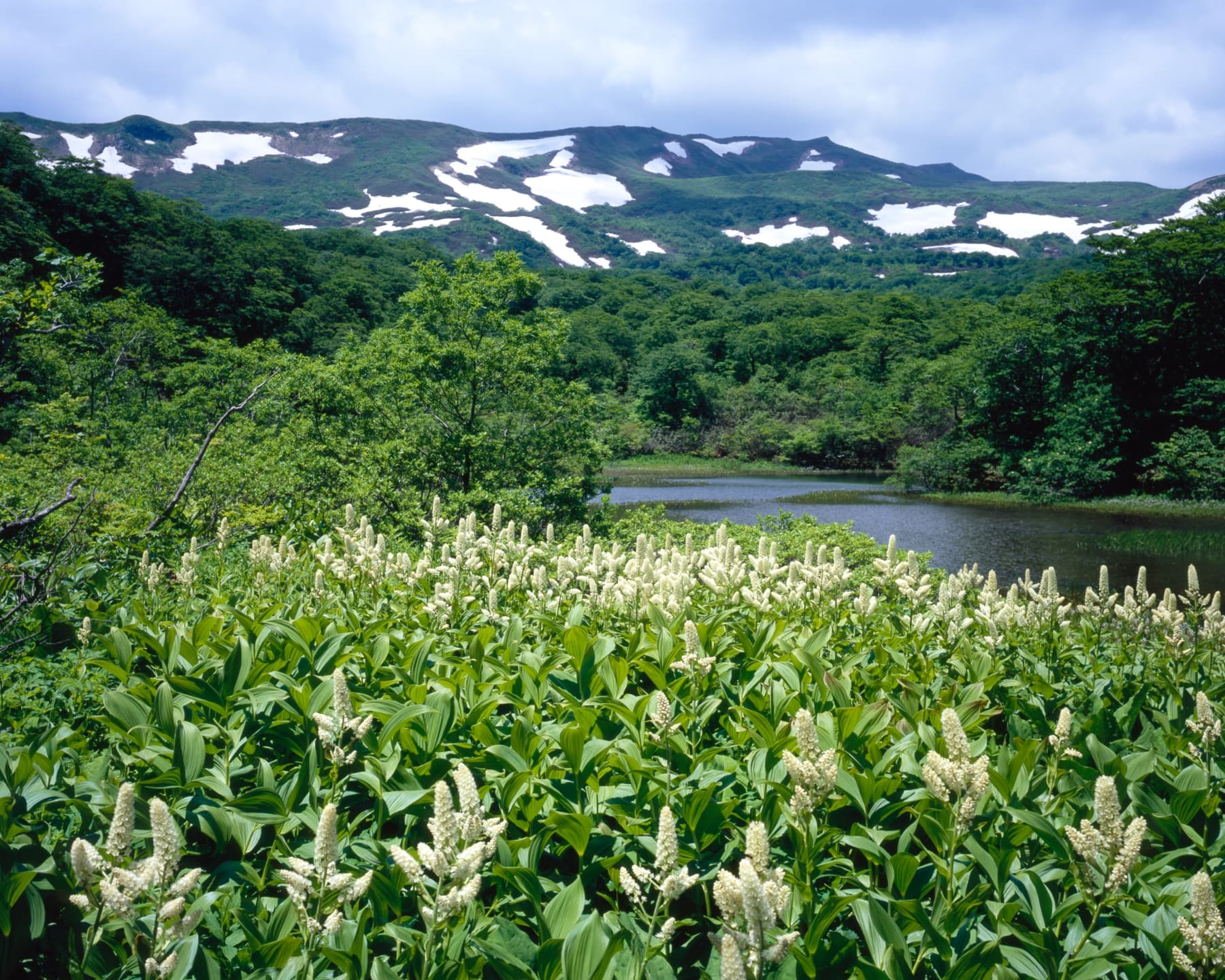 焼石岳 サムネイル 1