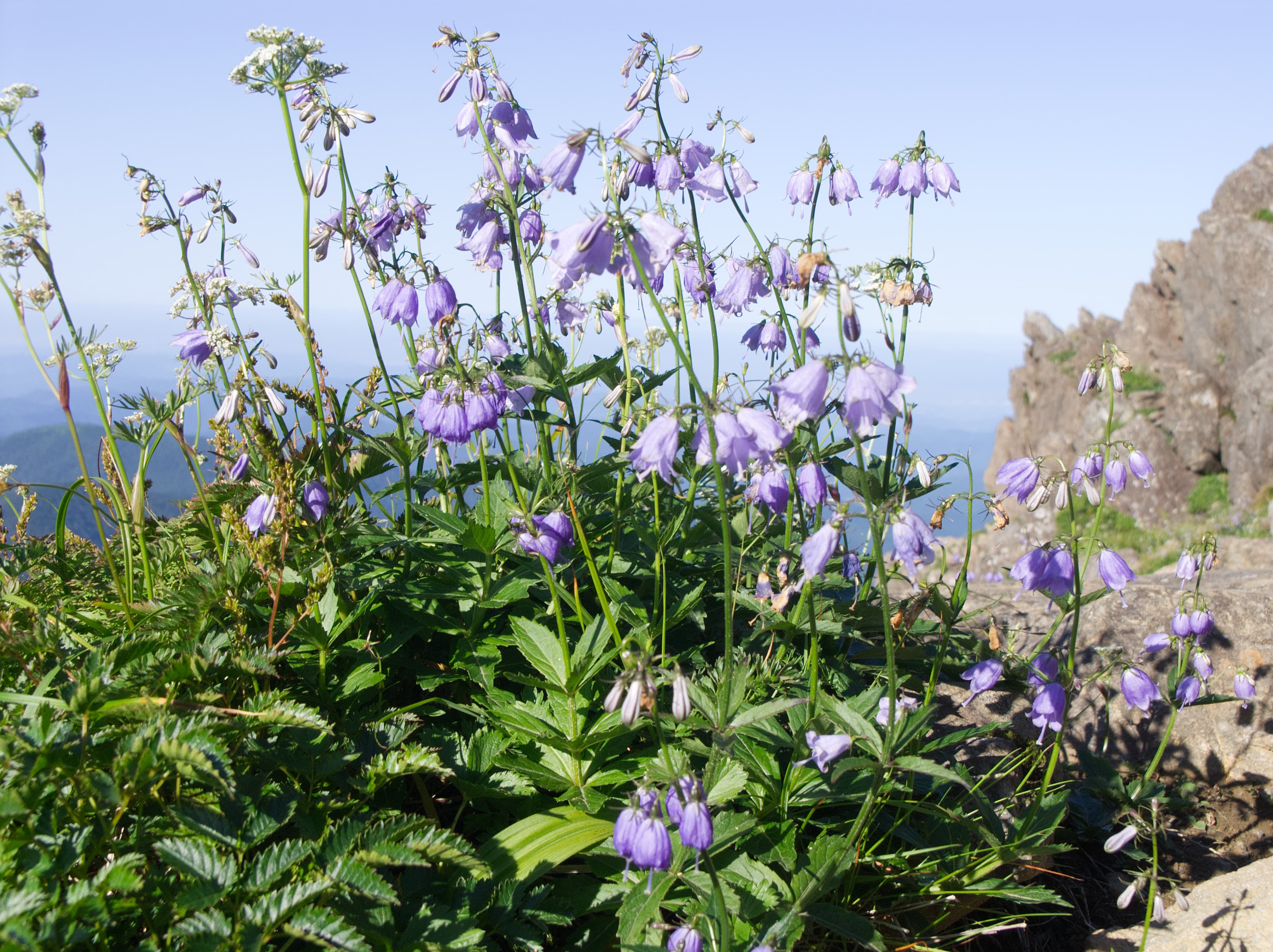 早池峰山 サムネイル 2