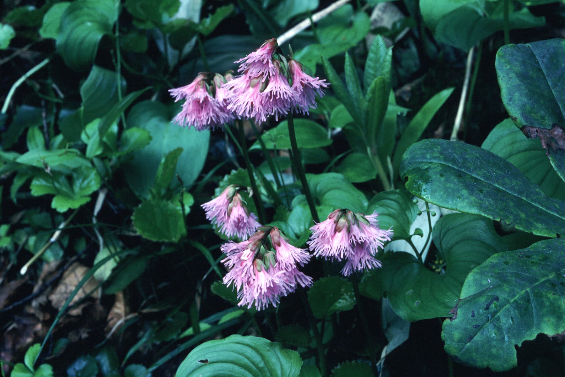 栗駒山 サムネイル 2