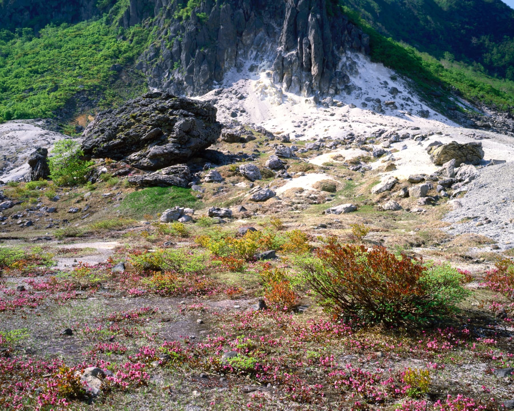 初夏の栗駒山・イワカガミ咲く火山性の斜面