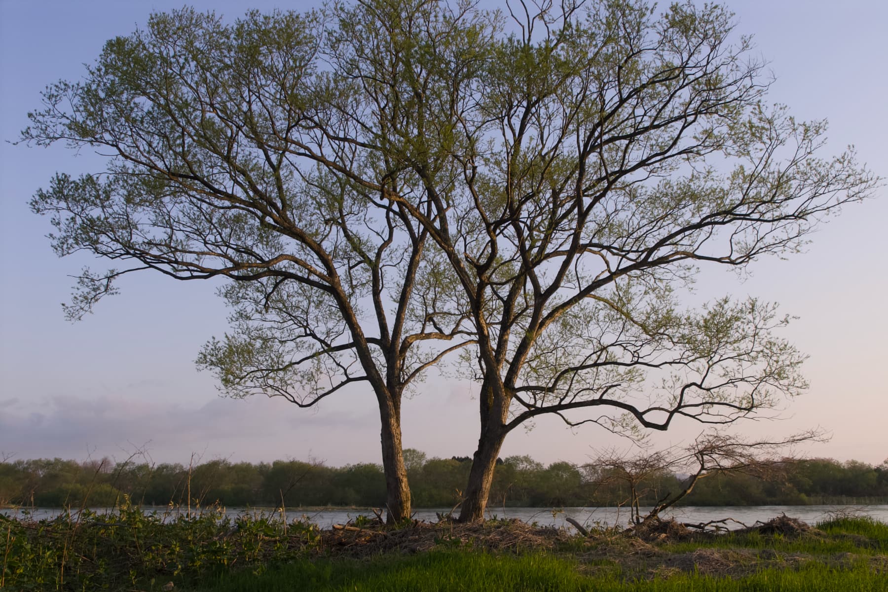 Early Spring Riverside Trees / 北上川沿いの芽吹き始めた樹木