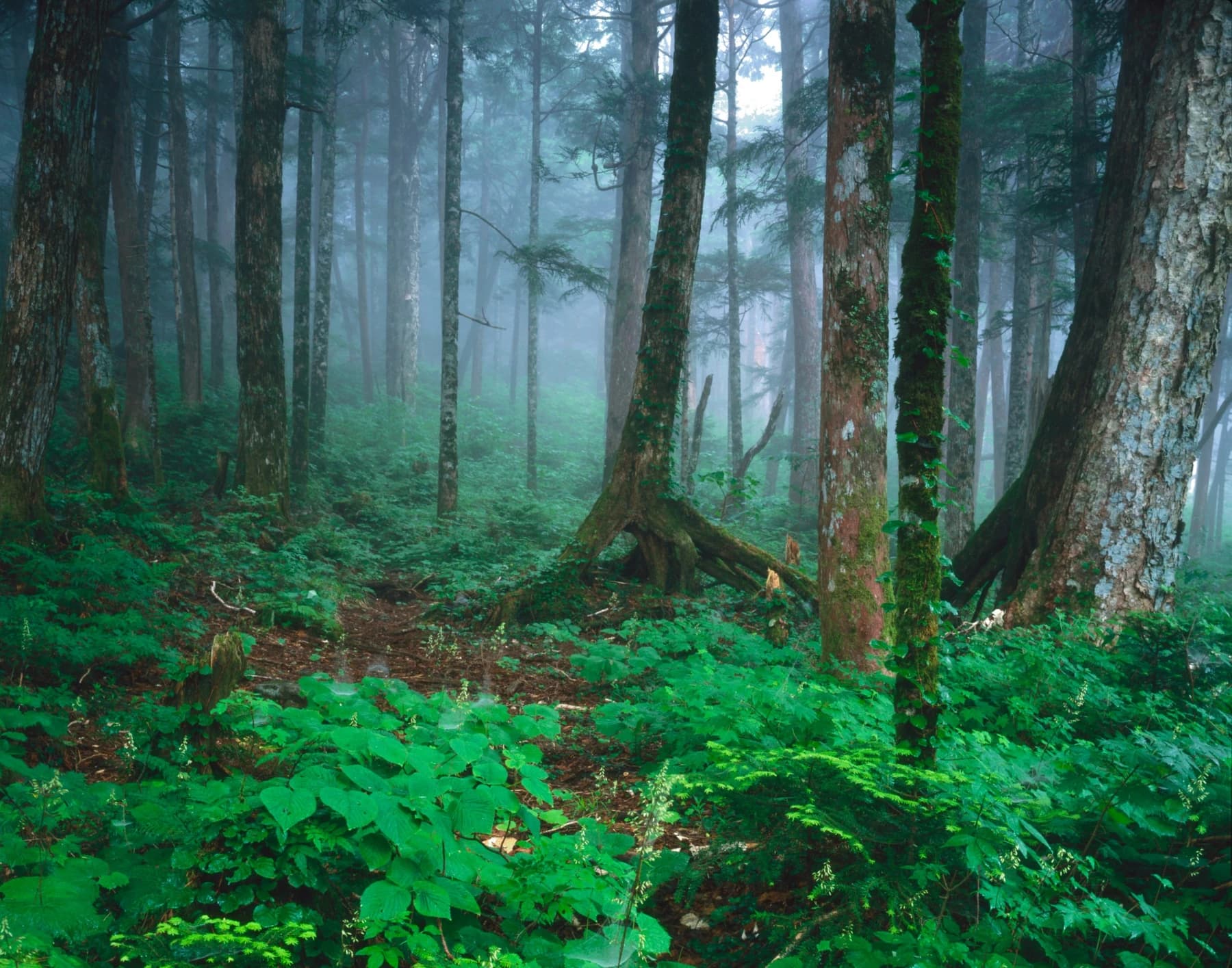 Misty Summer Primeval Forest / 霧に包まれた夏の原生林