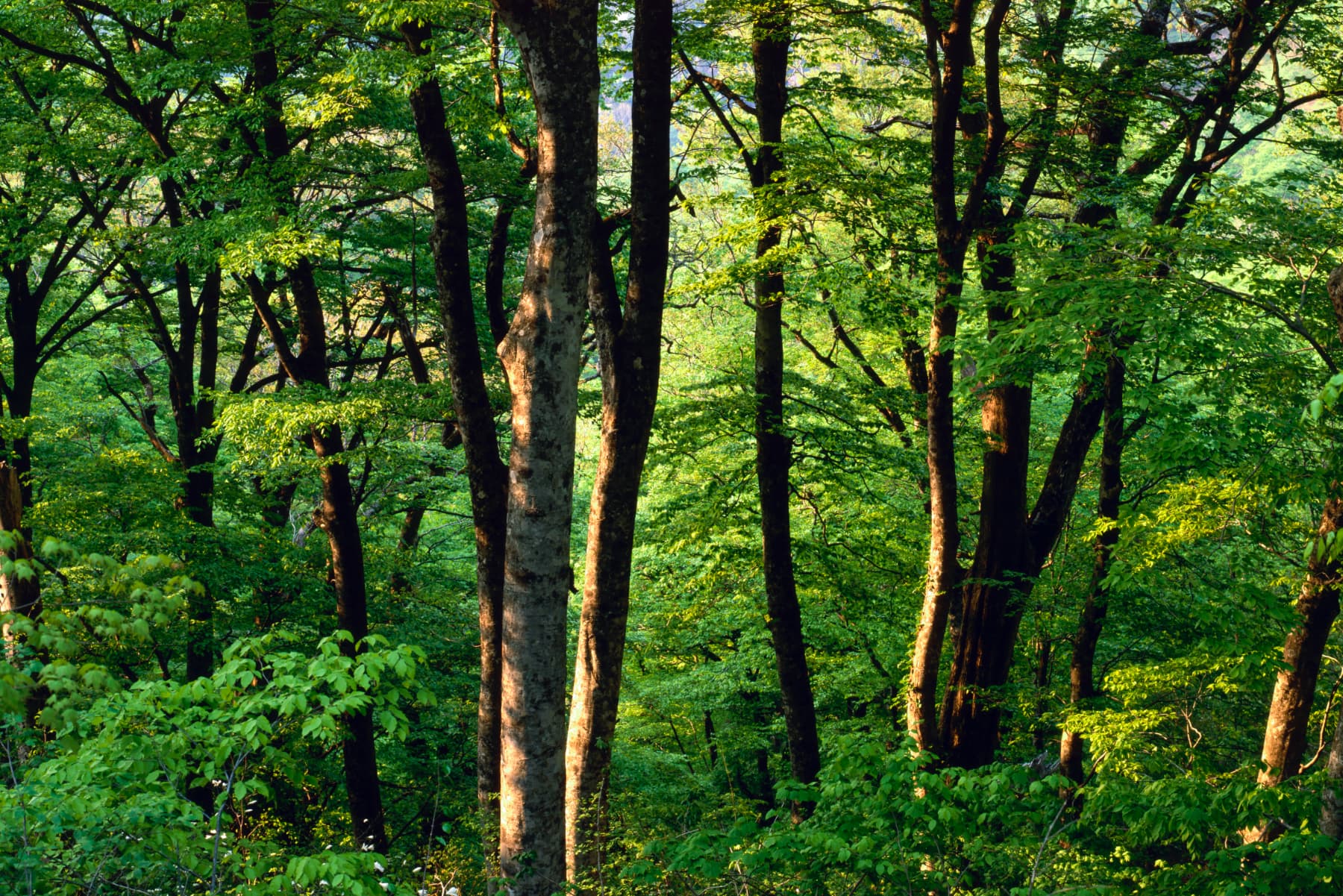 Morning Beech Forest in Spring Light / 春の光を浴びて輝くブナの森