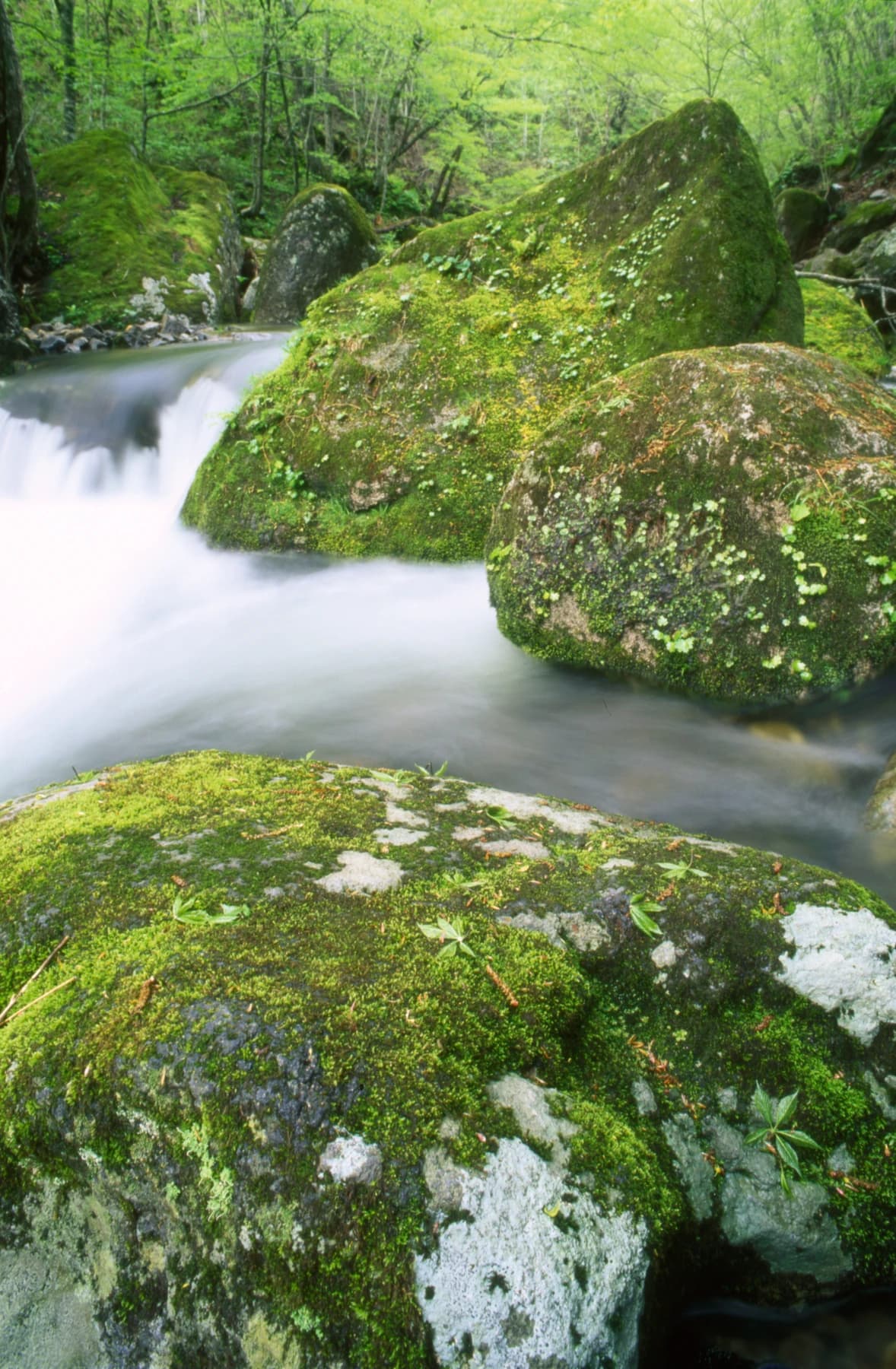 Moss-Covered Boulder and Mountain Stream / 苔に覆われた岩と清らかな流れ