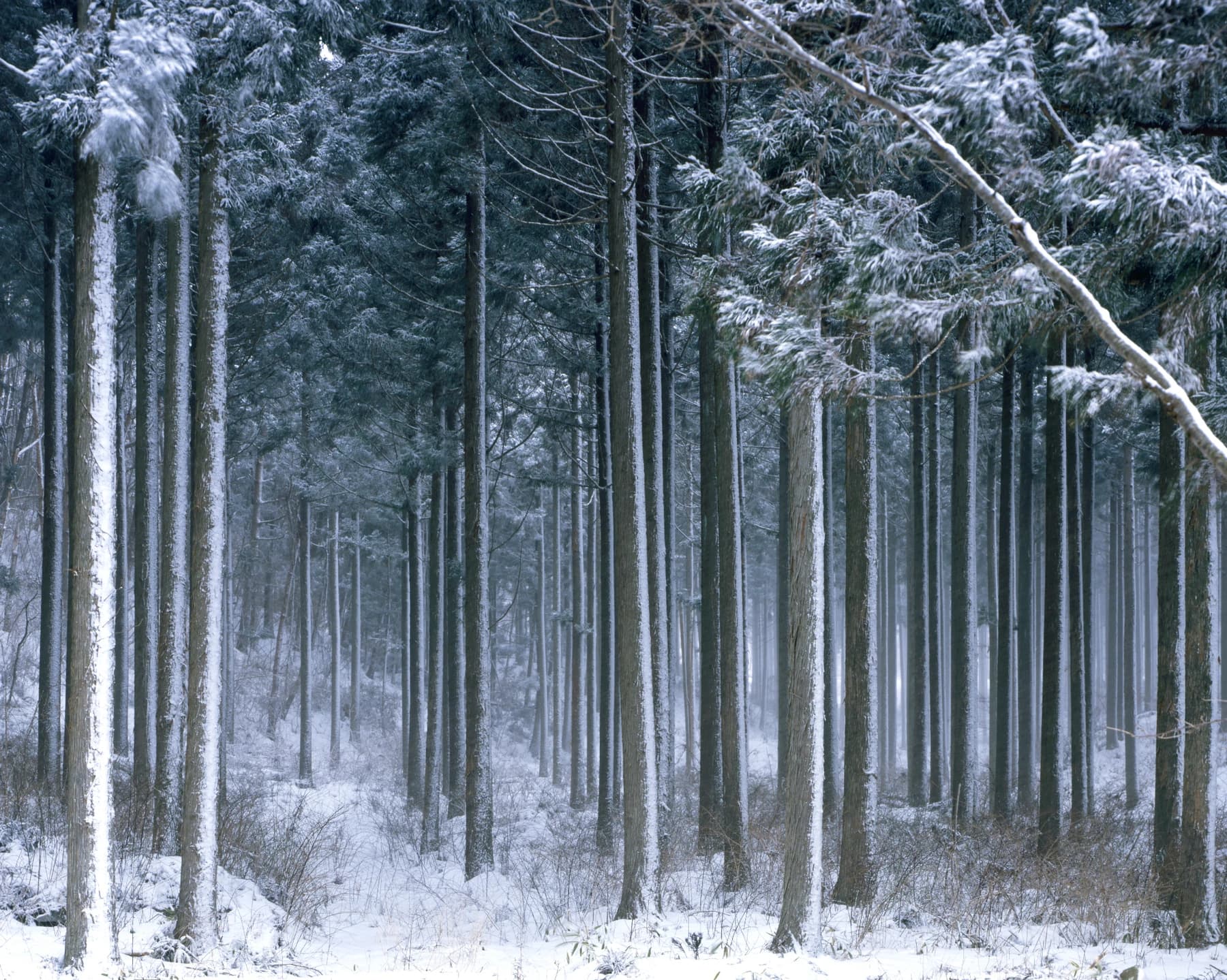 Snowy Cedar Forest / 雪に包まれた杉林