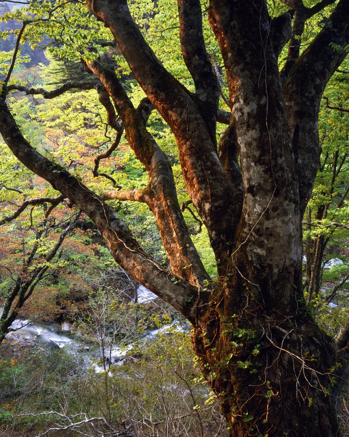 Spring Light Beech Tree / 春光を受けて輝くブナの巨木