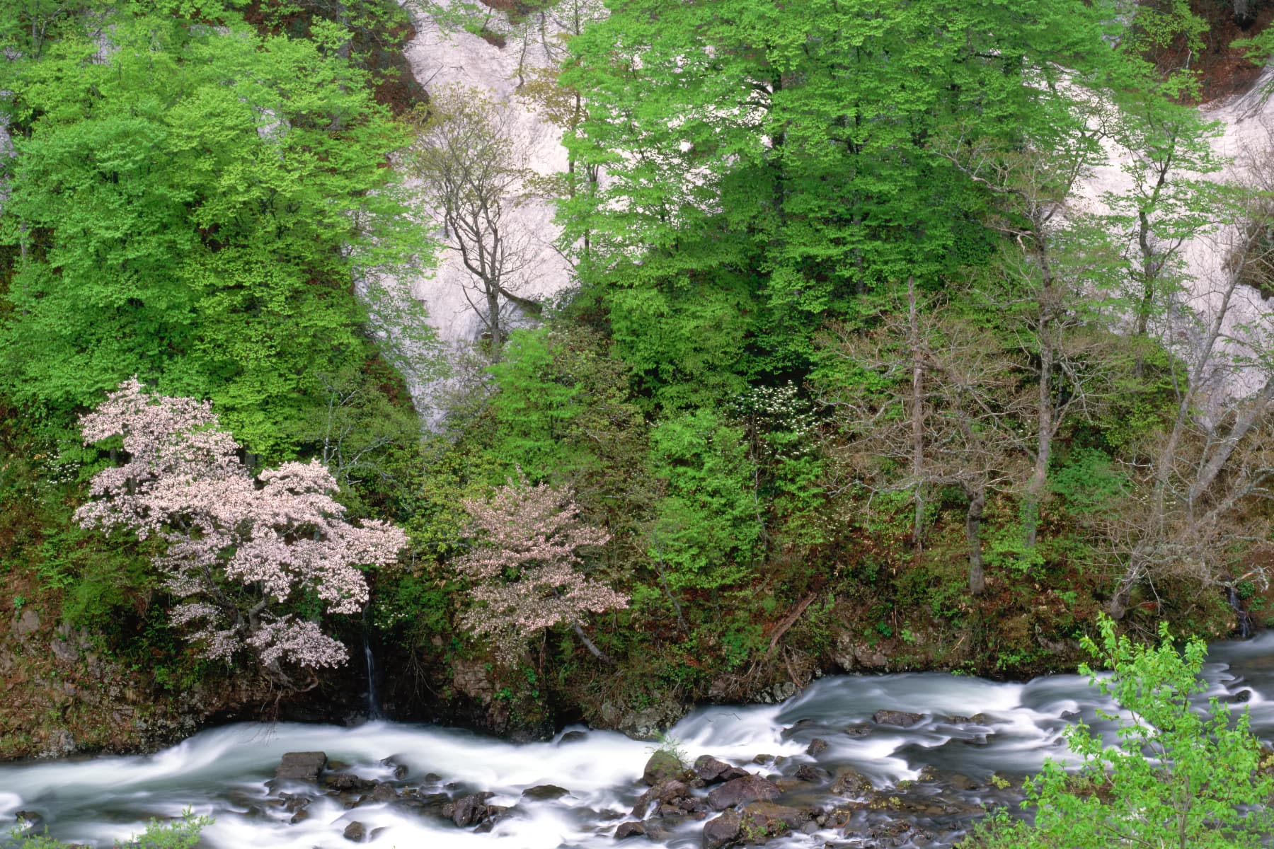 Spring Valley with Cherry Blossoms / 桜と新緑の春の胆沢川