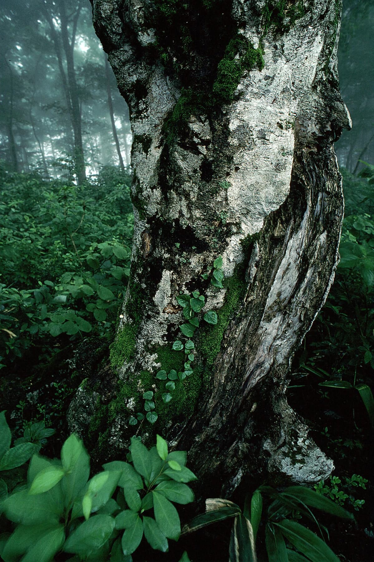Summer Beech Tree in Mountain Mist / 雨上がりのブナ