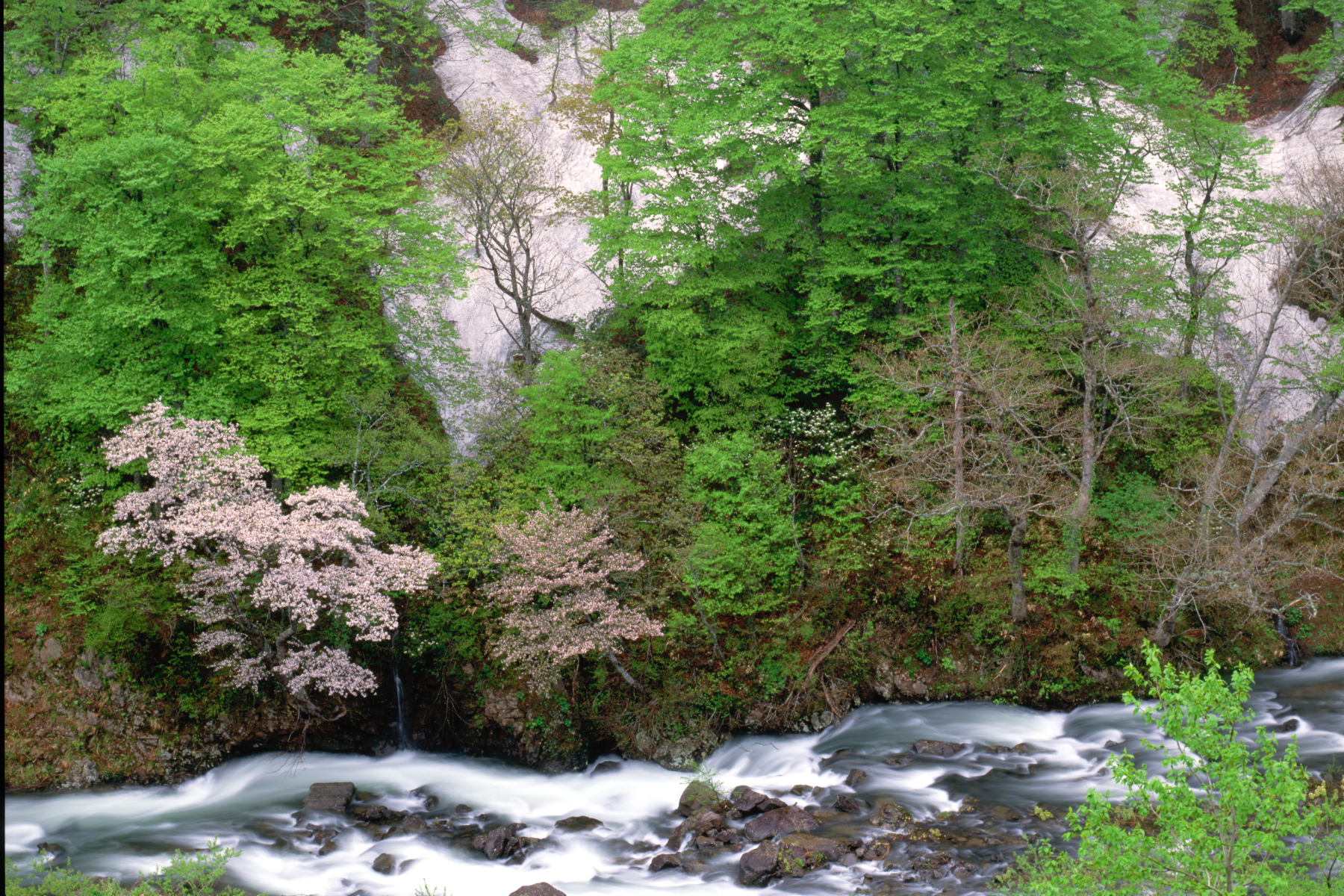 Mossy mountain stream