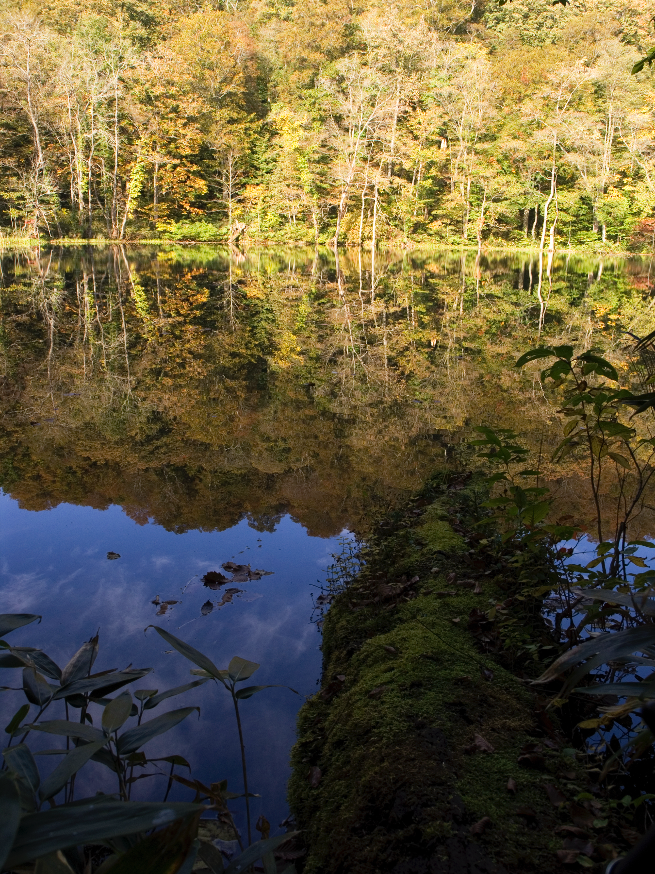 Autumn: Quiet pond reflecting foliage