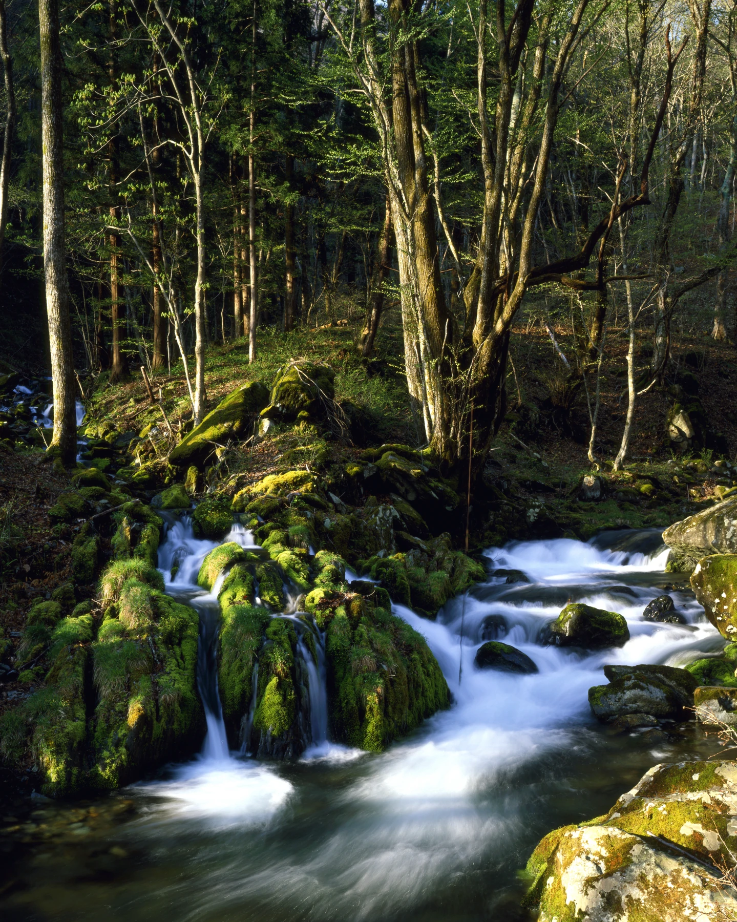 Spring: Fresh green stream in forest