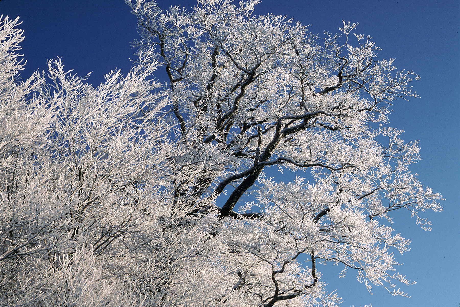Winter: Rimed trees under blue sky